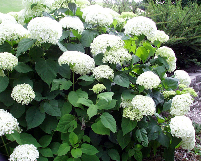 Department of Botany